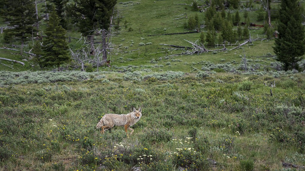 Wraith Falls waterfall