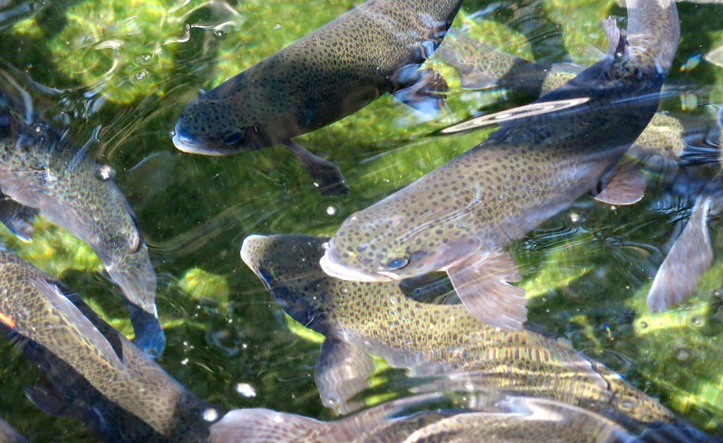 Wizard Falls waterfall