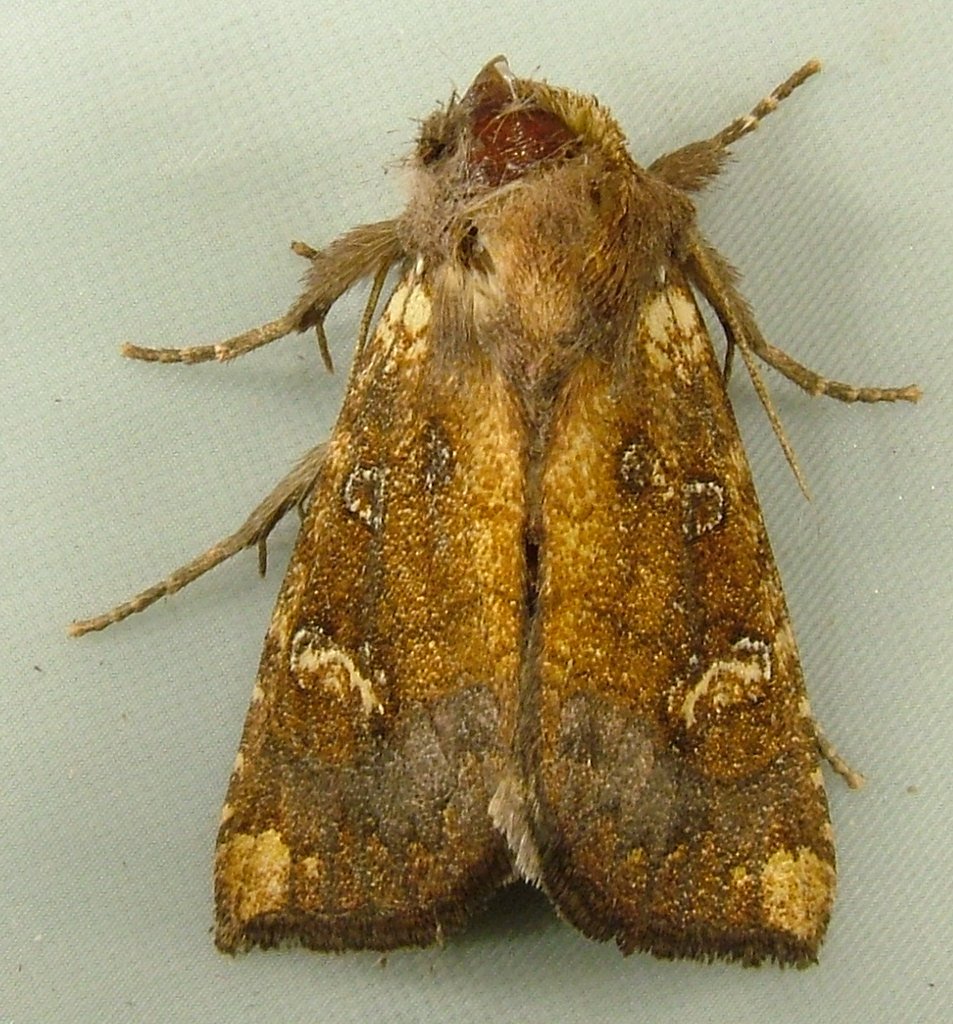 Willapa Falls waterfall