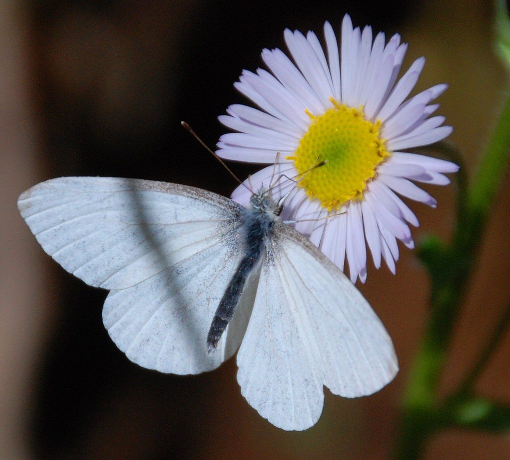 White Falls waterfall