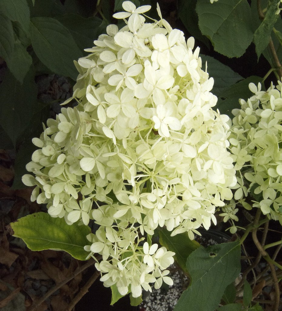 White Falls waterfall