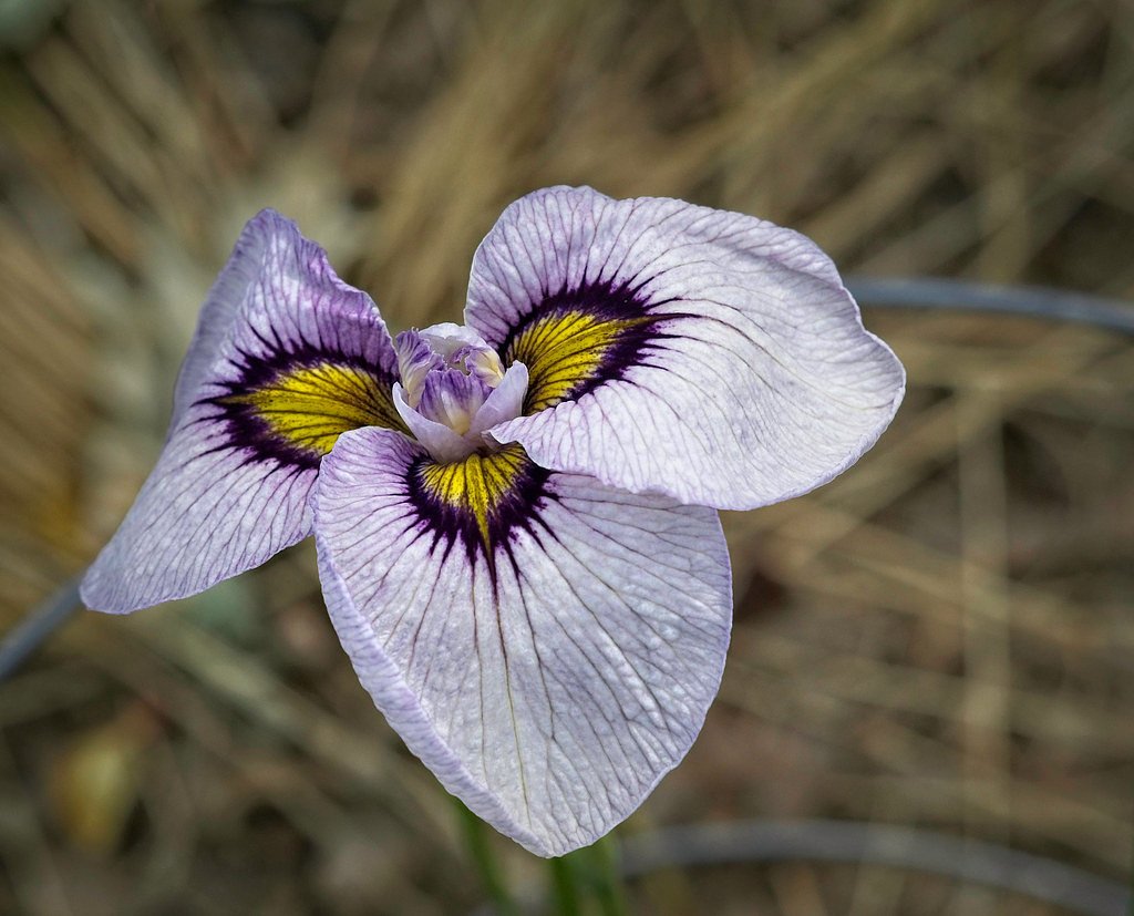 Warner Falls waterfall