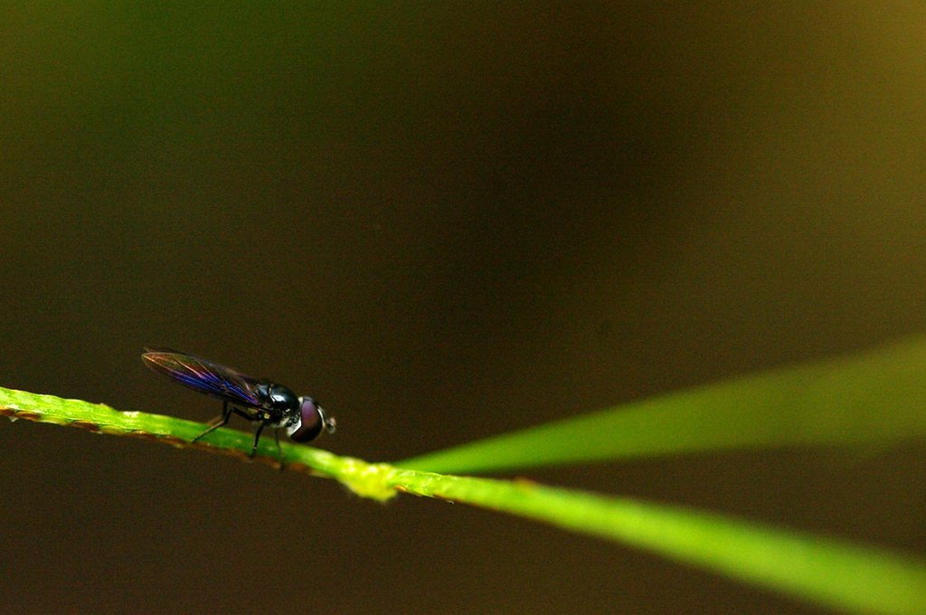 Waiānuenue Falls waterfall