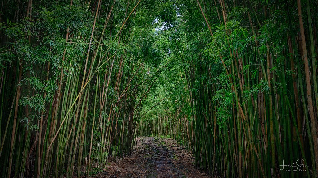 Waimoku Falls waterfall