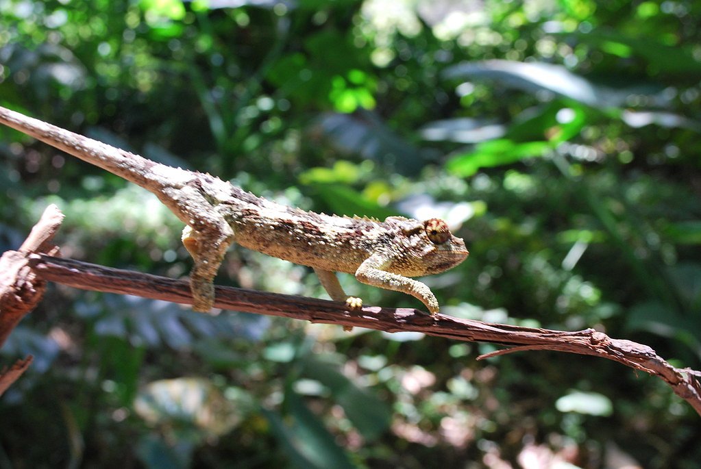 Wailele Falls waterfall