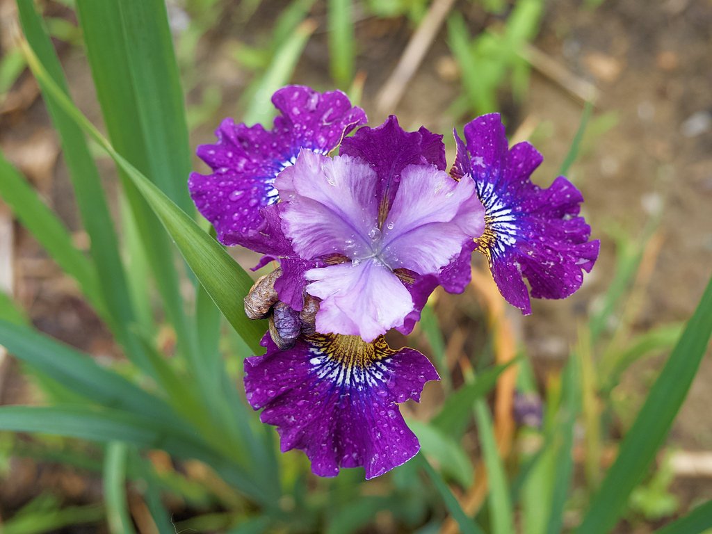 Vista Falls waterfall