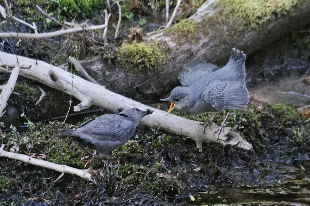 Virginia Cascade waterfall
