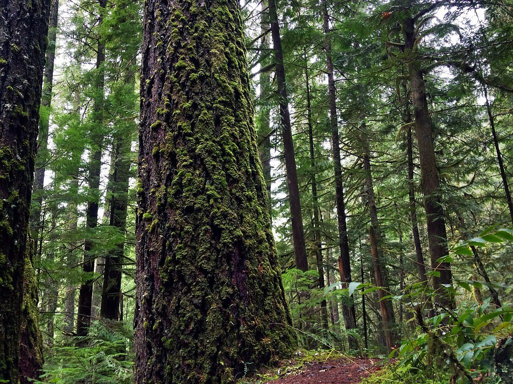 Upper Trestle Creek Falls waterfall