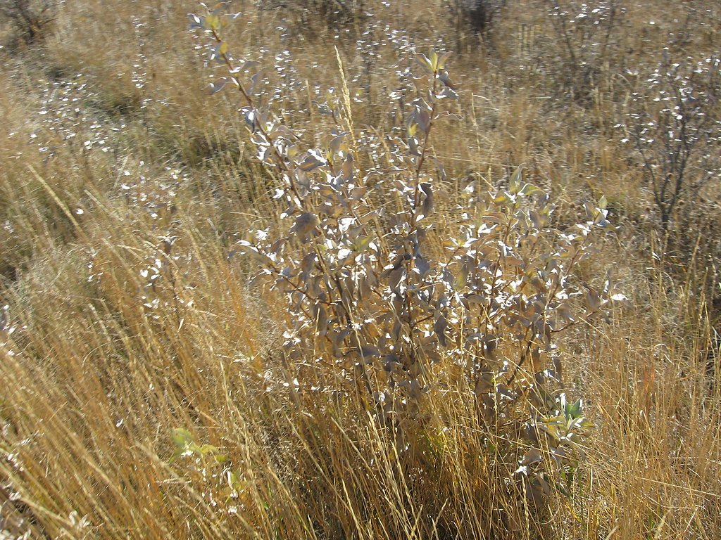 Upper Falls waterfall