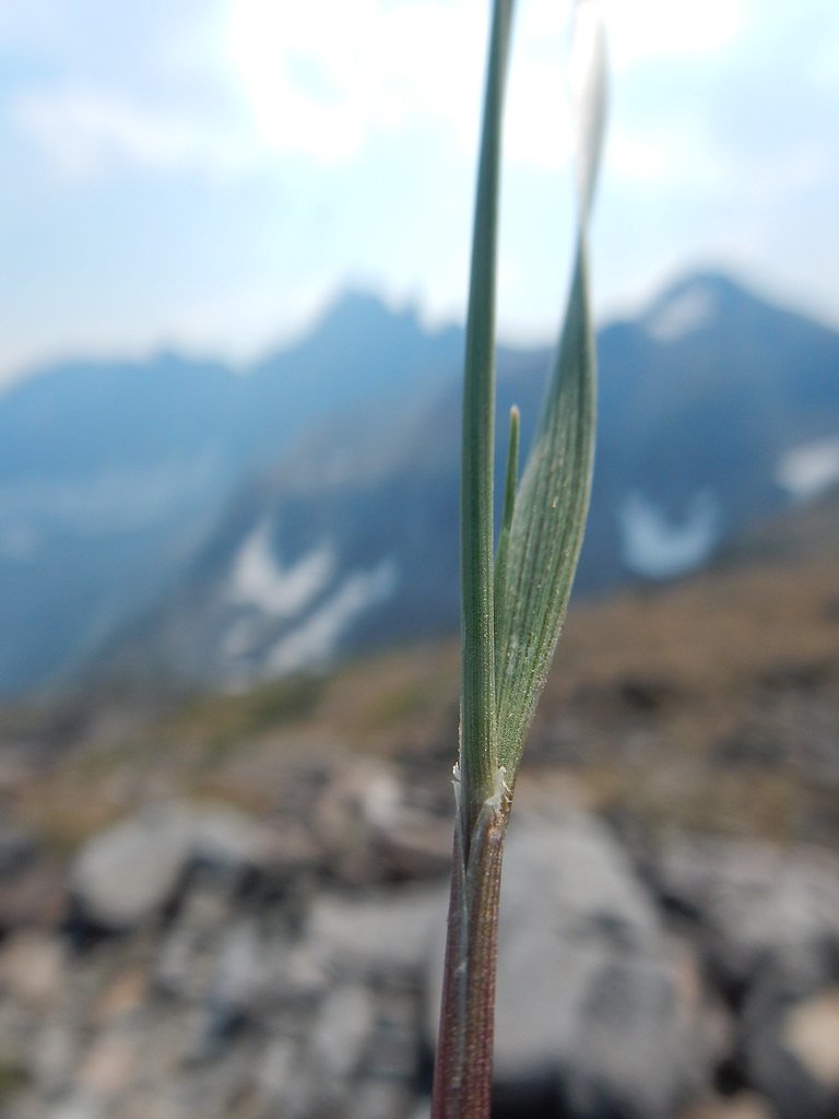 Upper Big Timber Falls waterfall