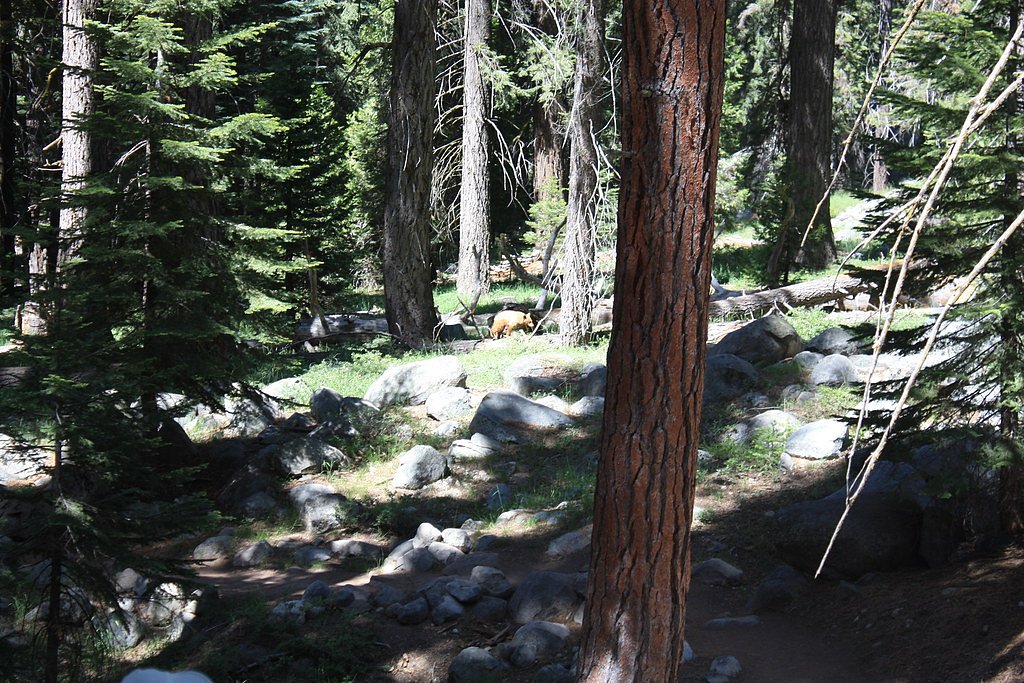 Tokopah Falls waterfall