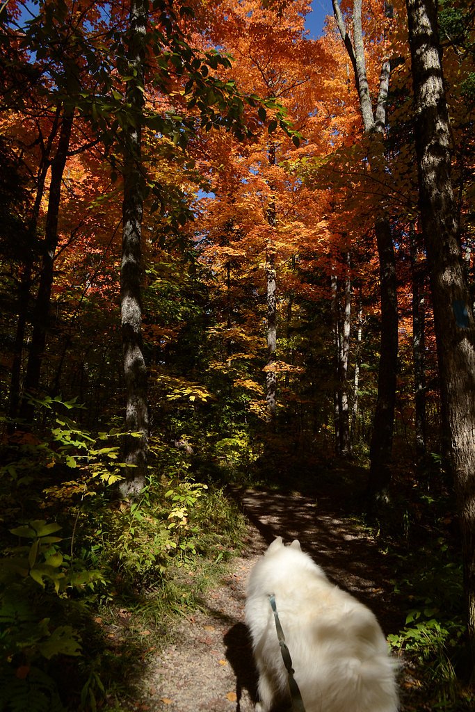 Tioga Falls waterfall