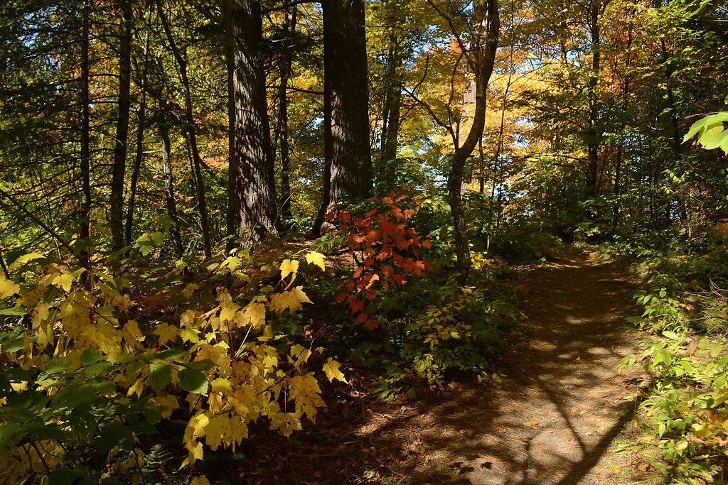 Tioga Falls waterfall