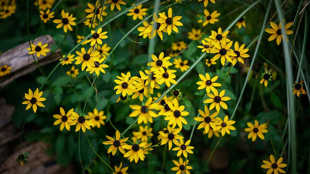 The Cascades waterfall