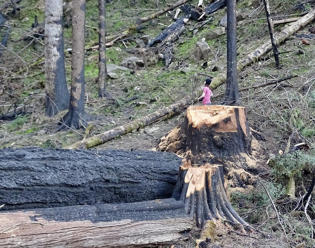 Susan Creek Falls waterfall