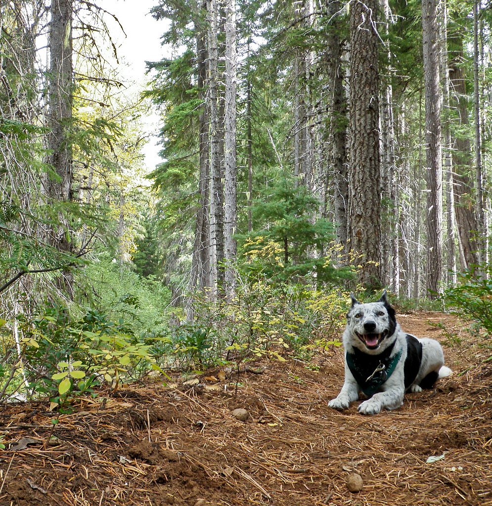 Stuart Falls waterfall