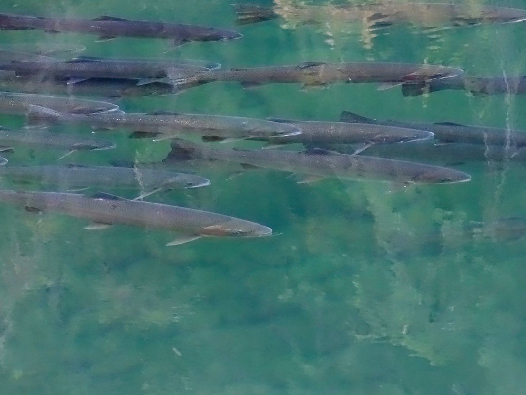 Steamboat Falls waterfall
