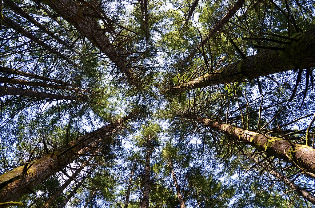 Stasel Falls waterfall