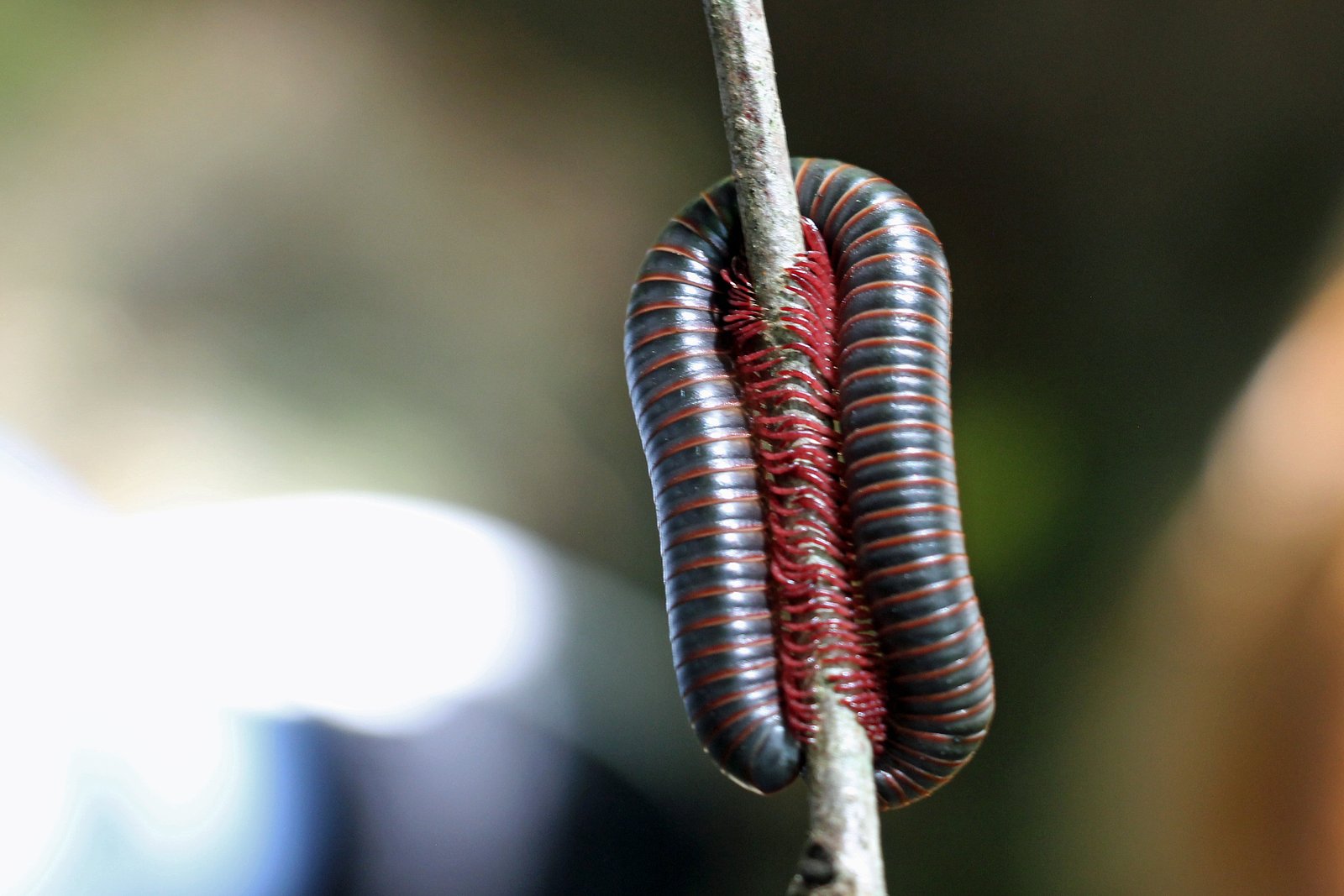 Spillway Falls waterfall