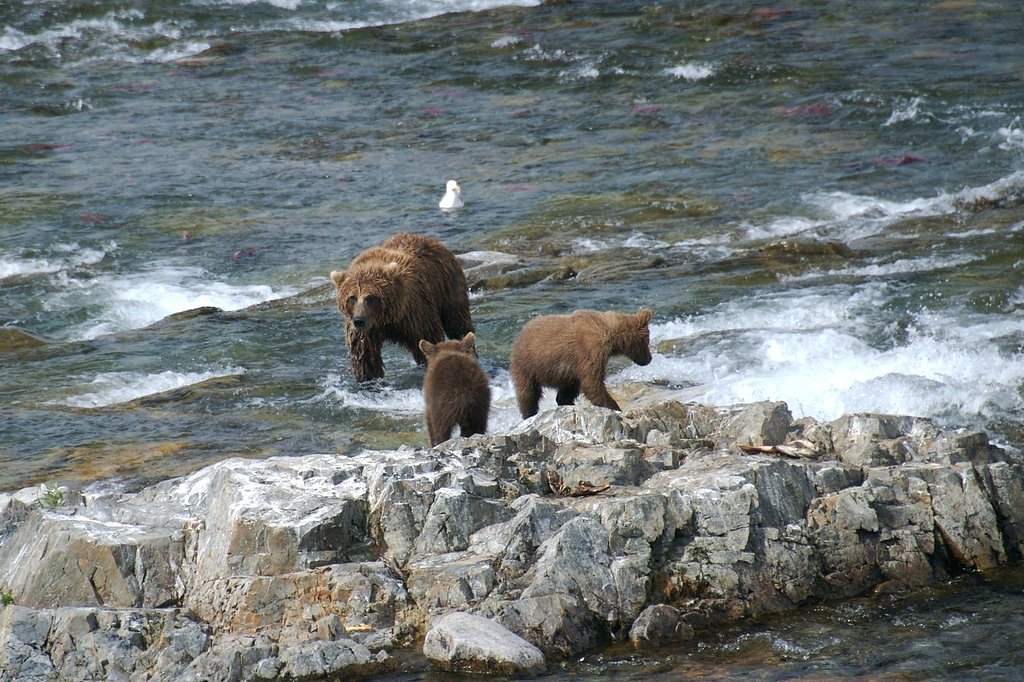 Sockeye Falls waterfall