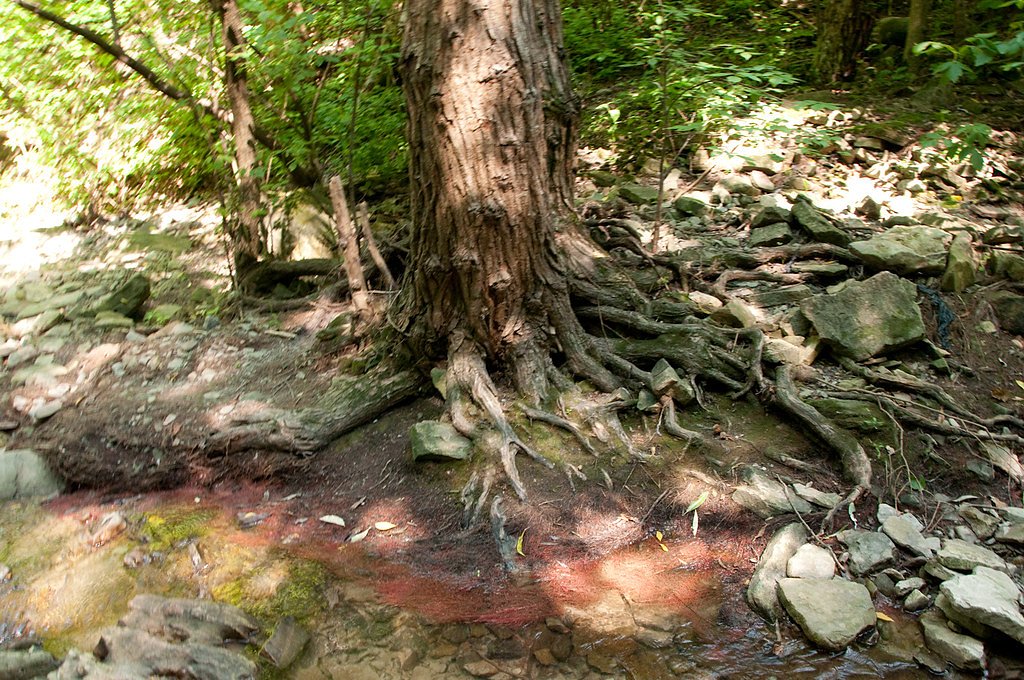 Devil's Punchbowl Falls, Devil's Punch Bowl Conservation Area