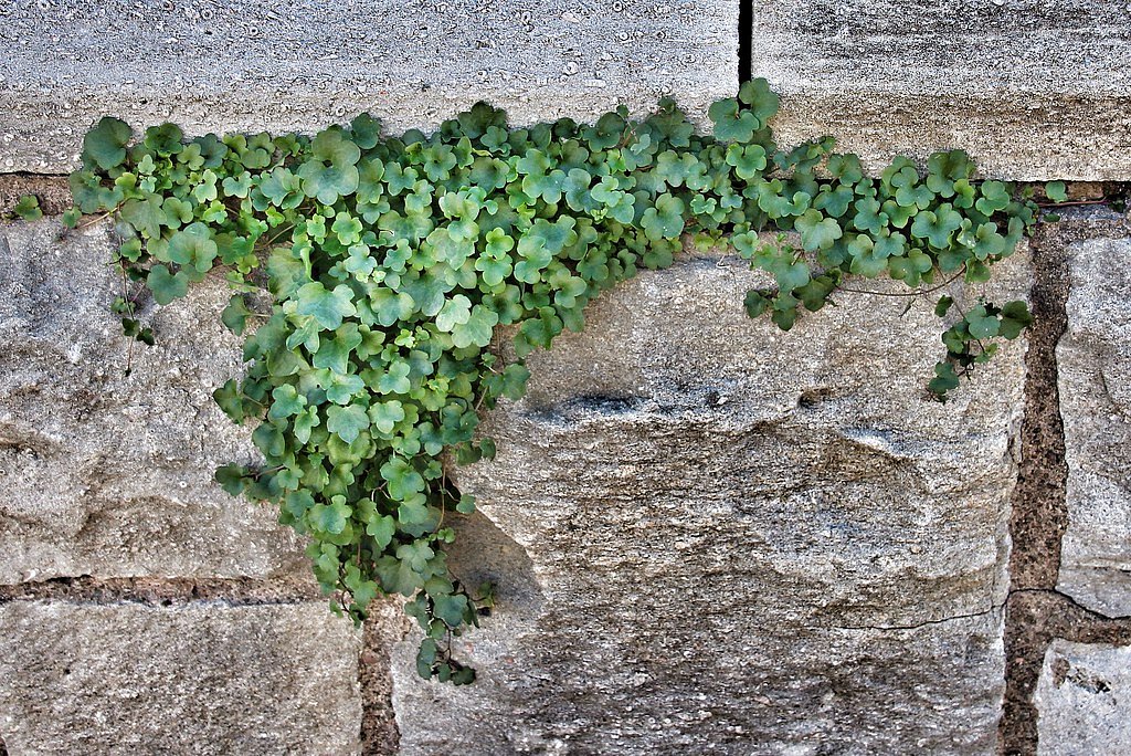 Ivy Falls waterfall