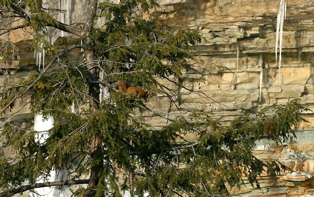 Red Squirrel Falls waterfall