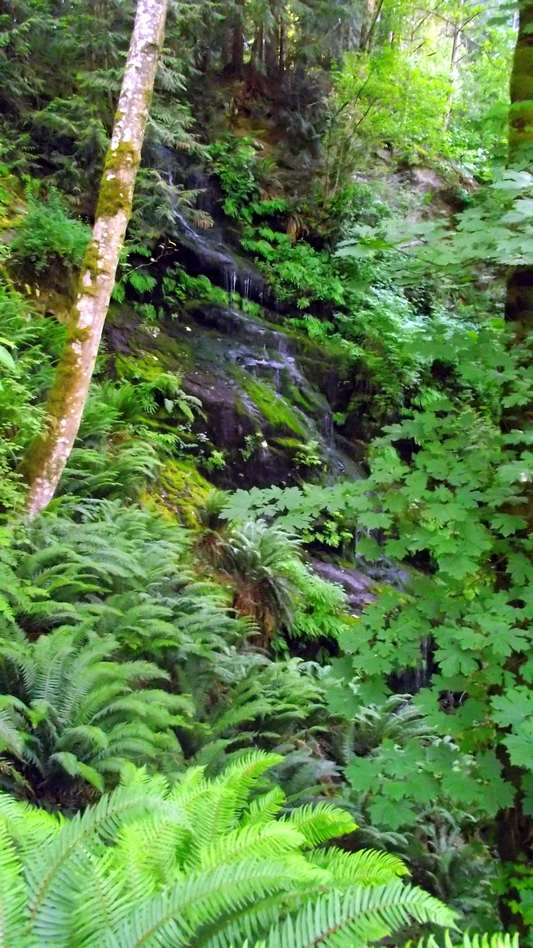 Lyall Creek Falls waterfall