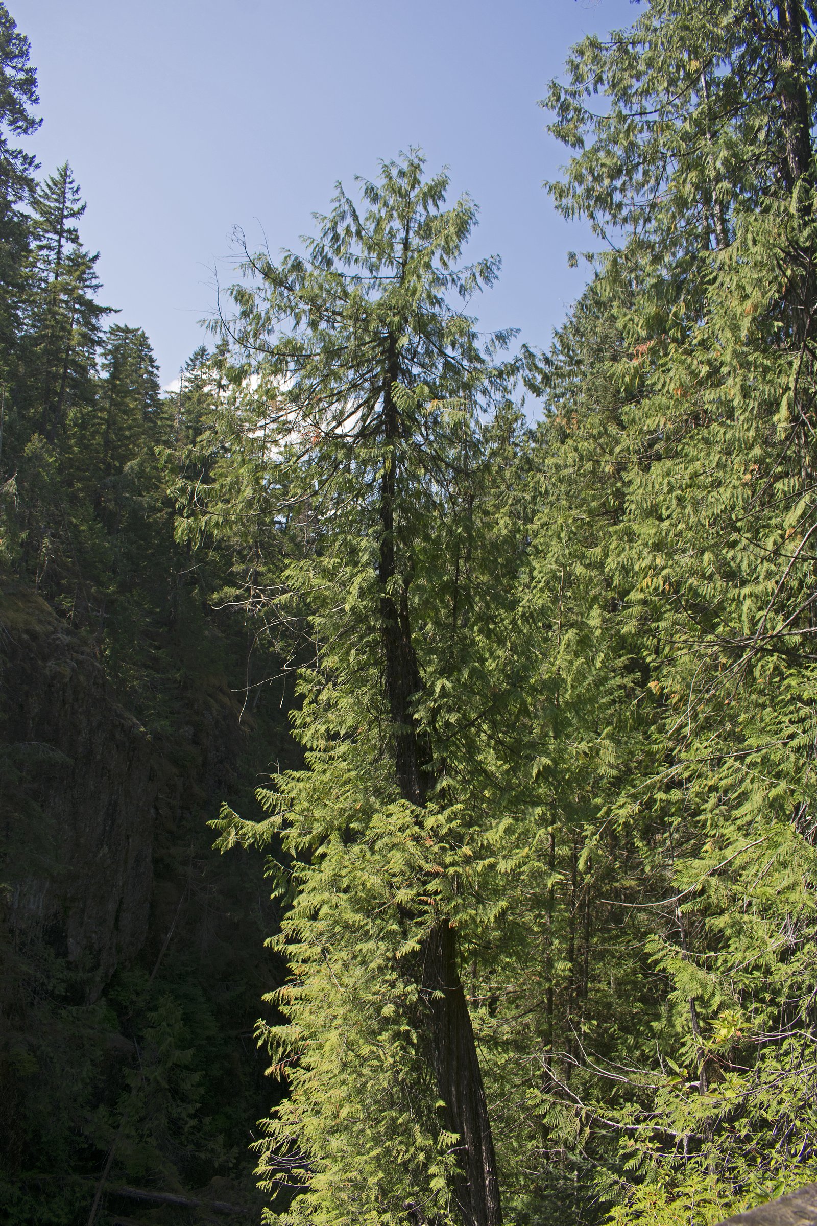 Lady Falls, Strathcona Park