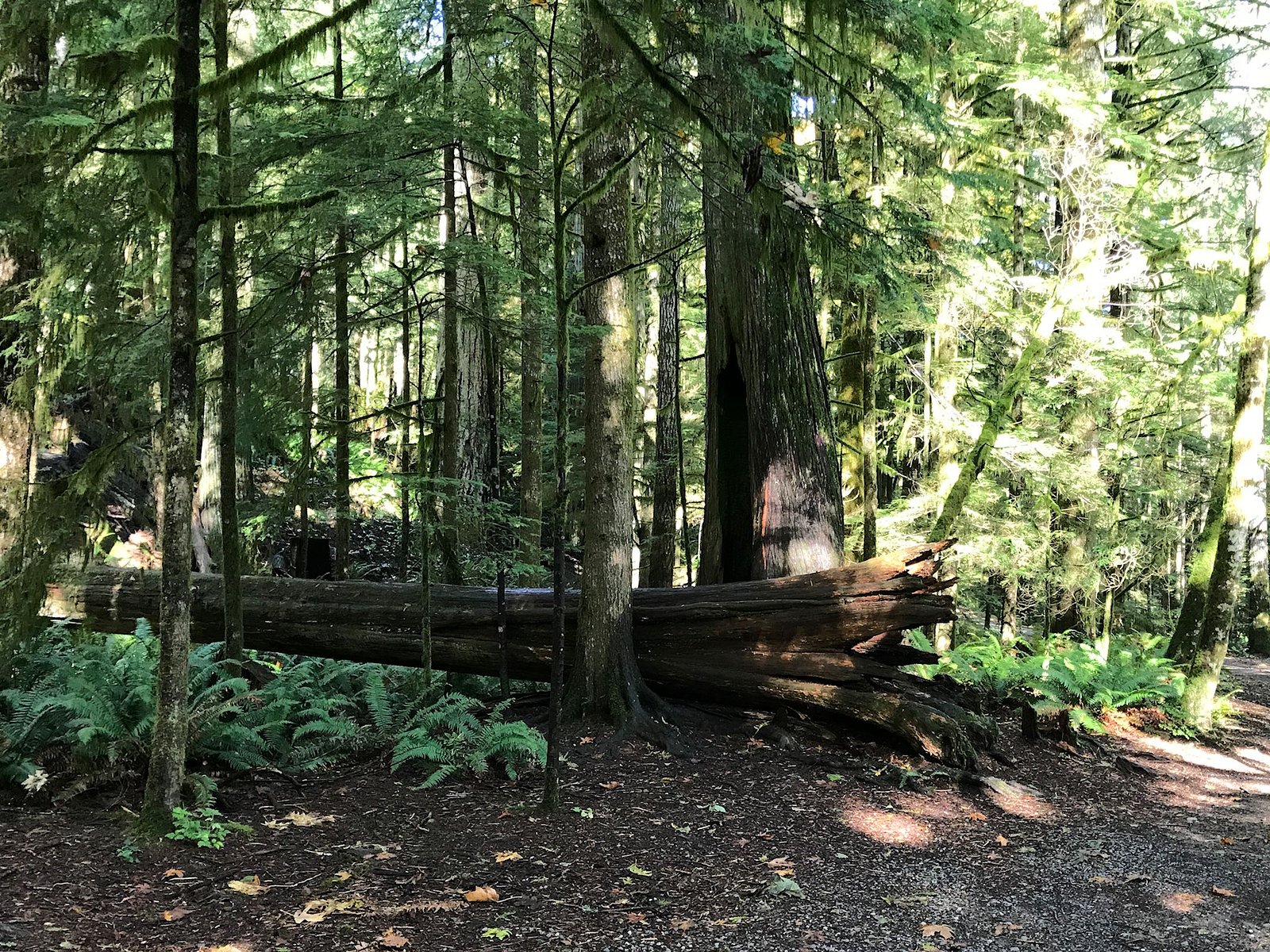 Deer Falls, Elk Falls Park