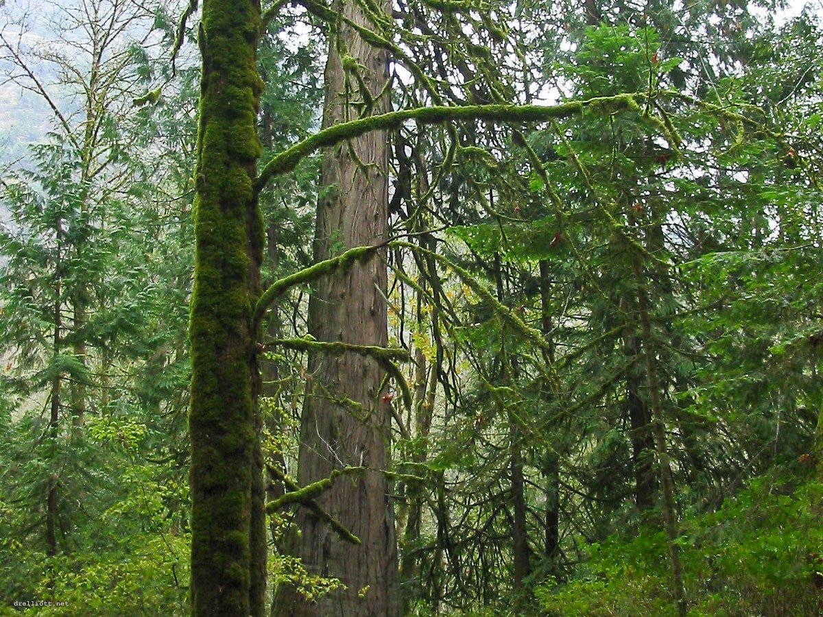 Hidden spring falls, Goldstream Park