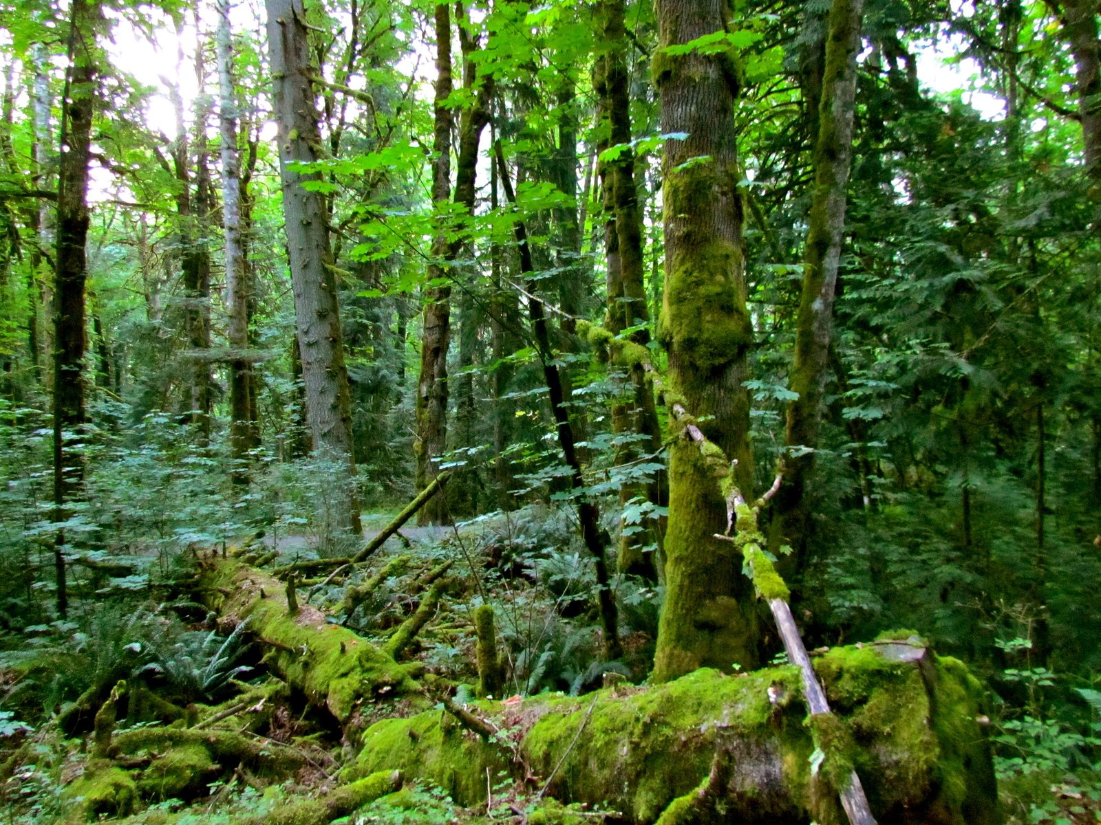 Hidden spring falls, Goldstream Park