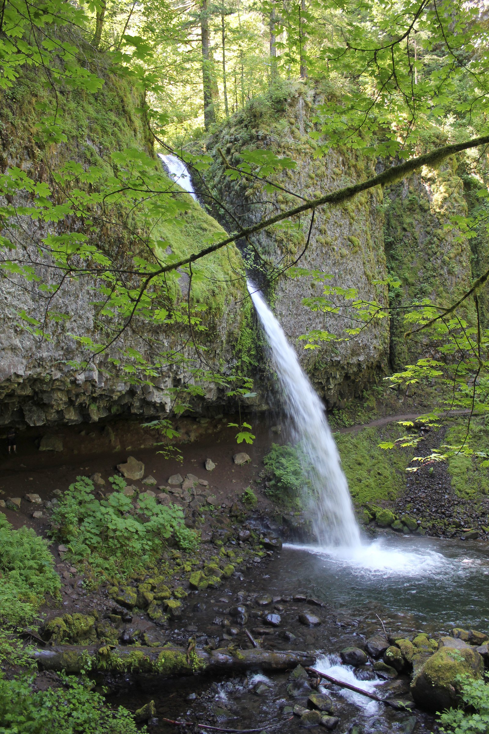 Ponytail Falls waterfall
